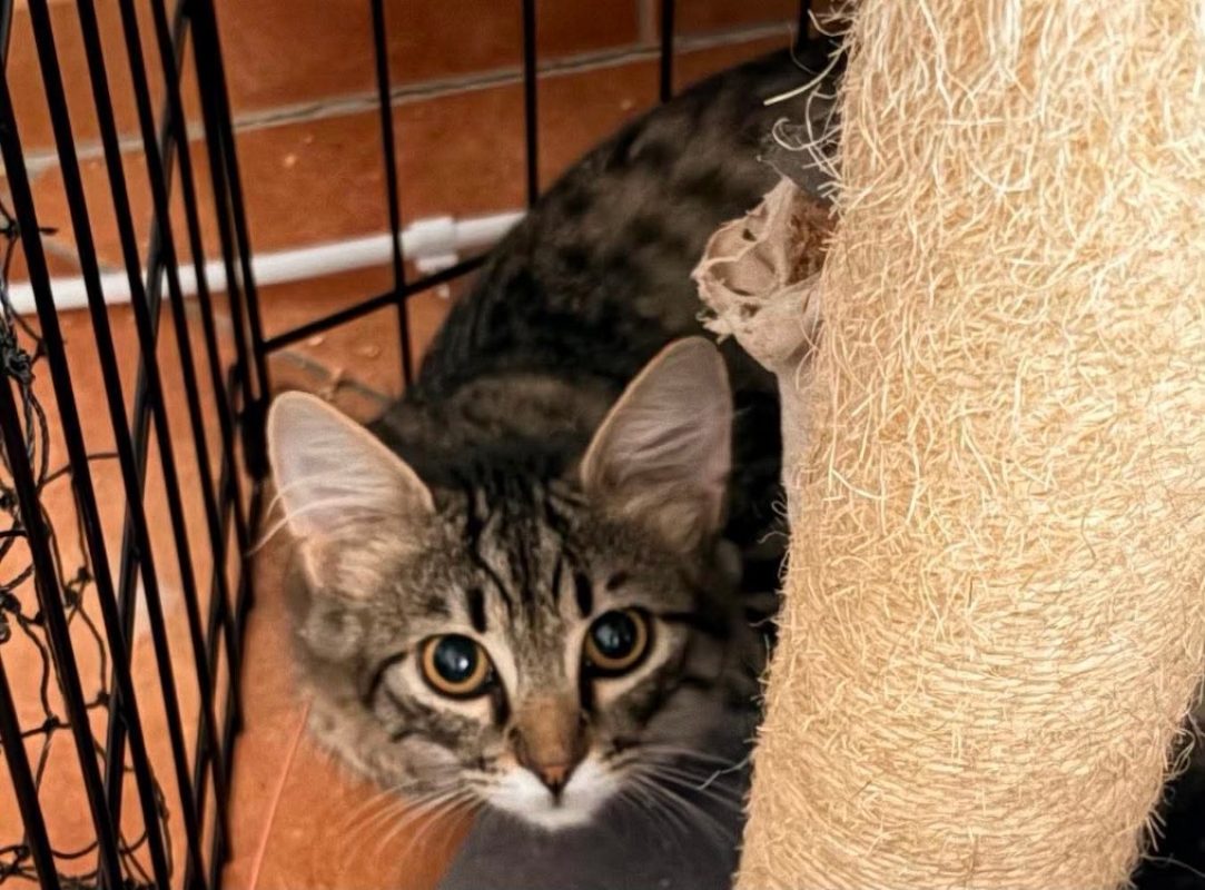 Baie d or - Chat Européen à adopter