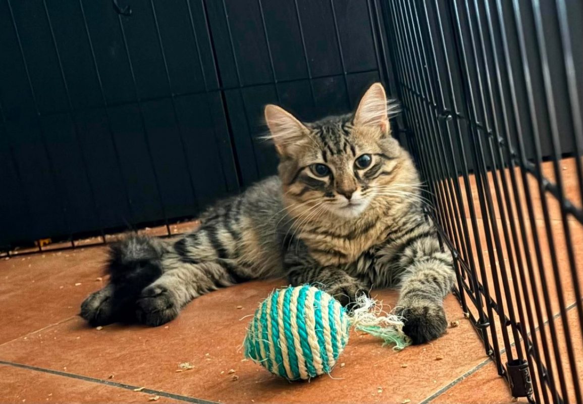 Balrog - Chat Européen à adopter