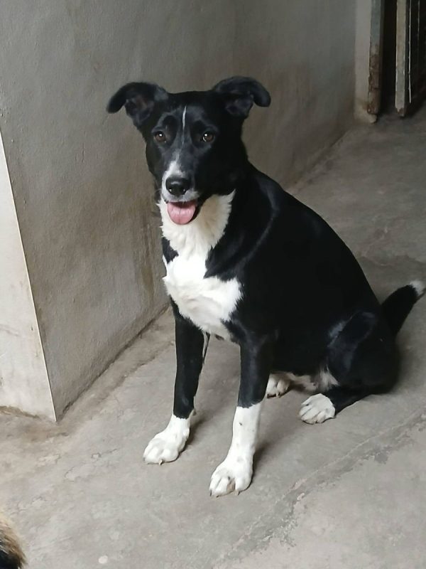 Elisa - Chien à adopter - photo 7
