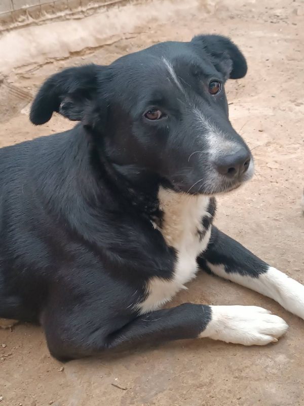 Elisa - Chien à adopter - photo 10