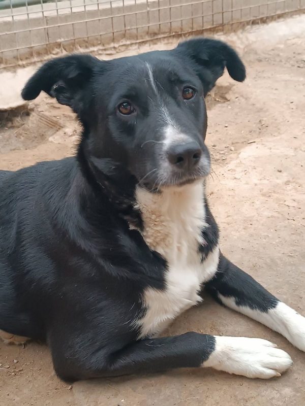 Elisa - Chien à adopter
