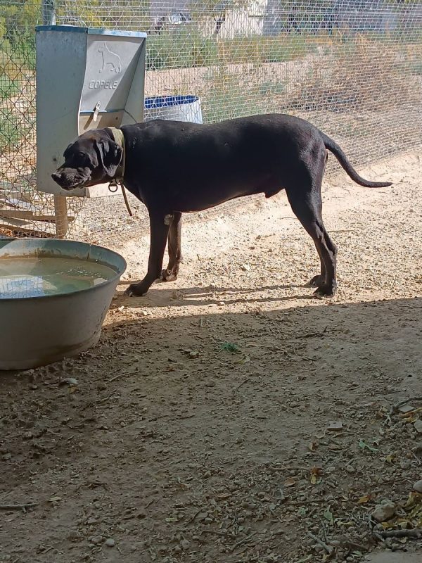 Yul - Chien à adopter - photo 4