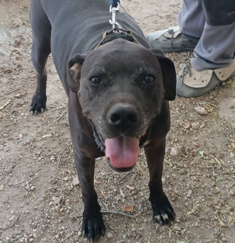 Yul - Chien à adopter