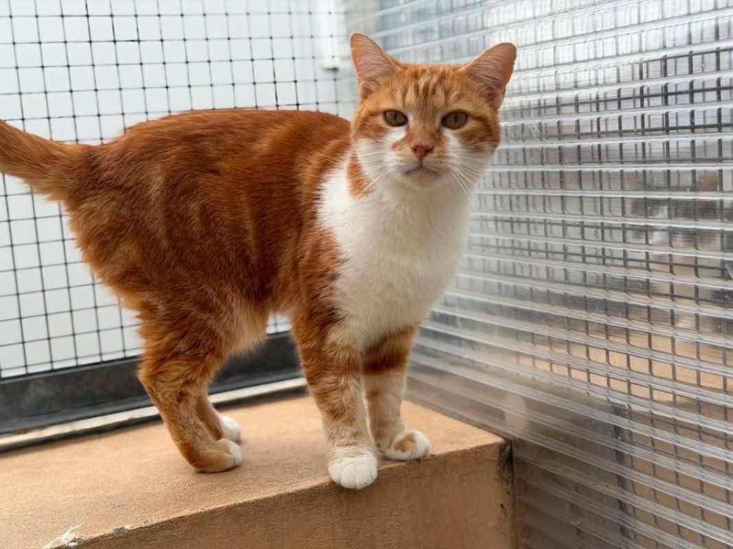 Banana - Chat Européen à adopter