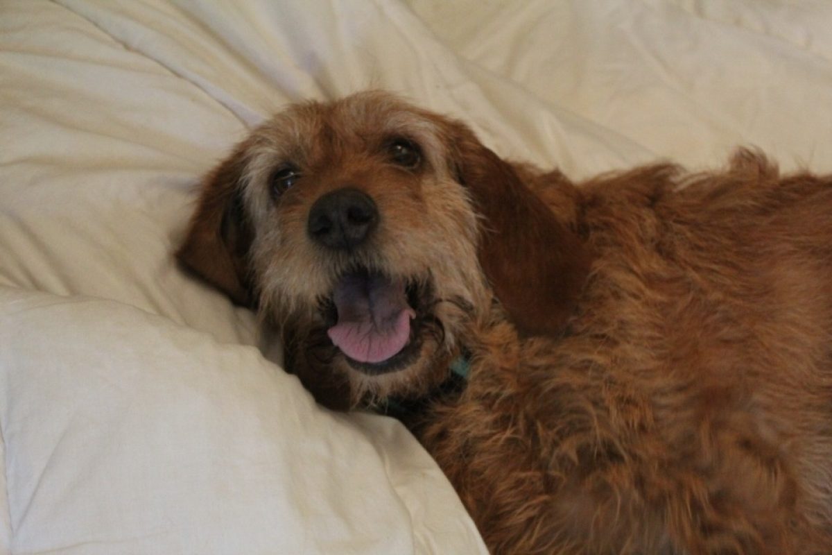Samba - Chien Basset Fauve de Bretagne à adopter
