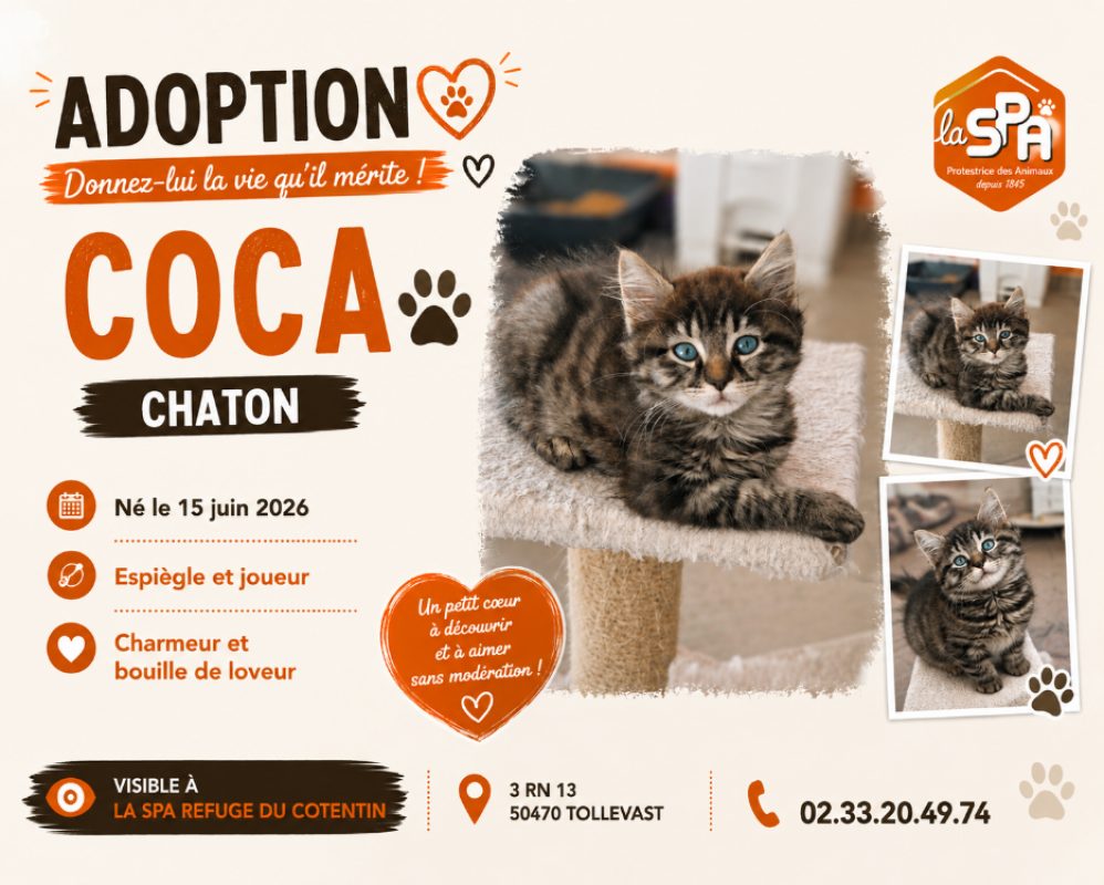 Coca - Chat Européen à adopter