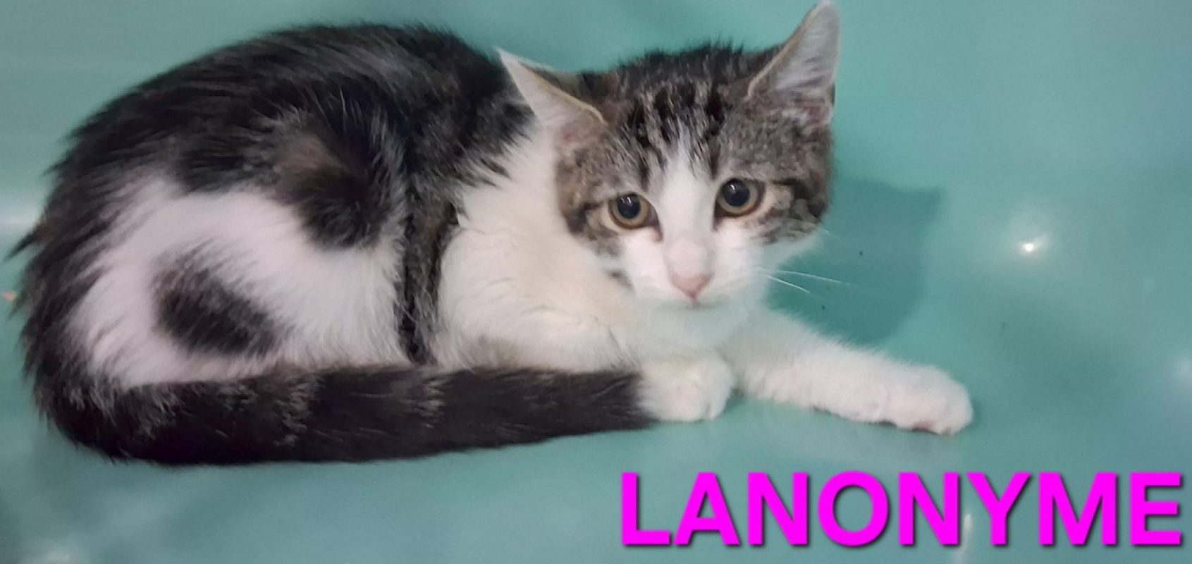 Lanonyme - Chat Européen à adopter