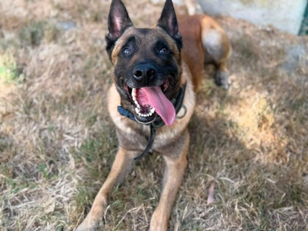 Shadow - Chien Berger Belge Malinois à adopter