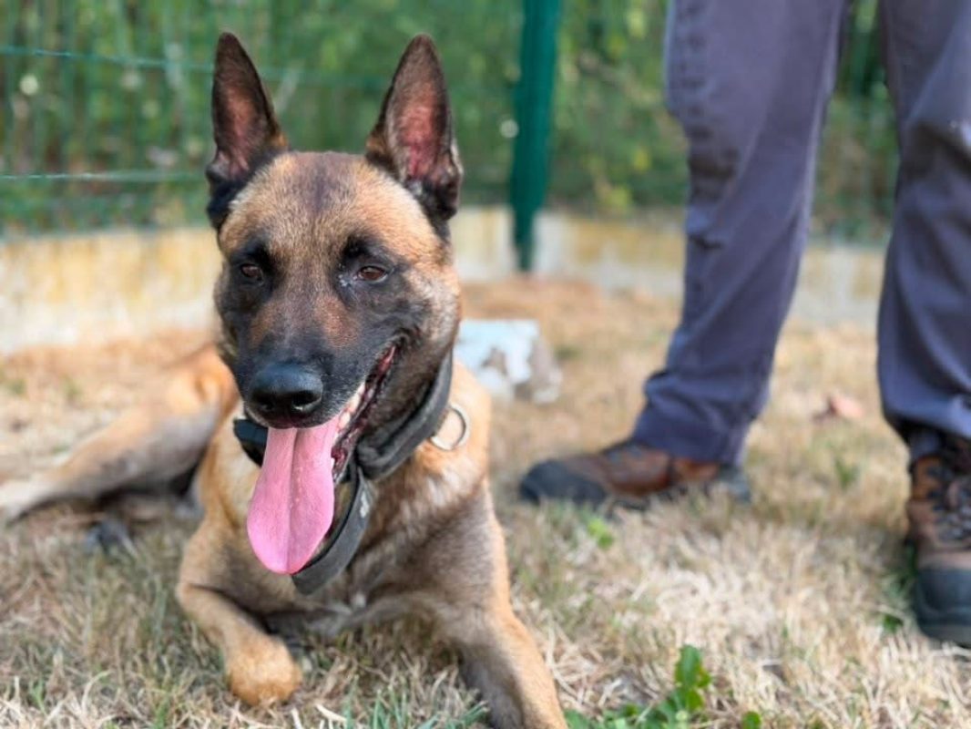 Shadow - Chien Berger Belge Malinois à adopter - photo 2