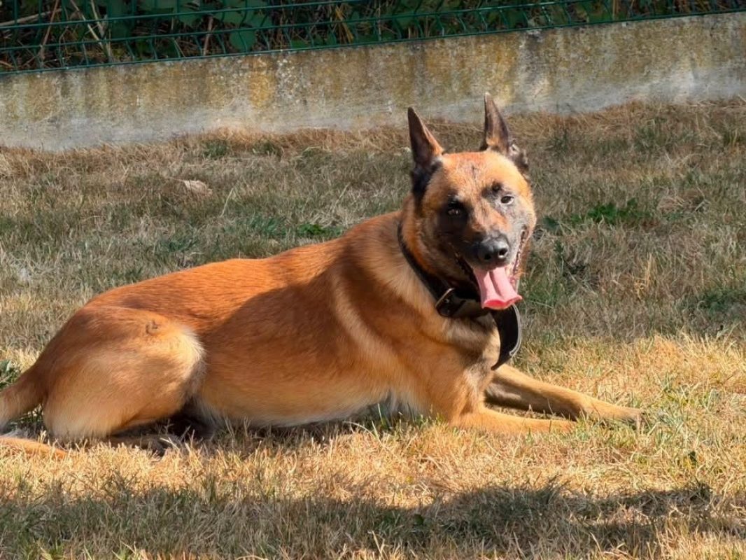 Shadow - Chien Berger Belge Malinois à adopter - photo 3
