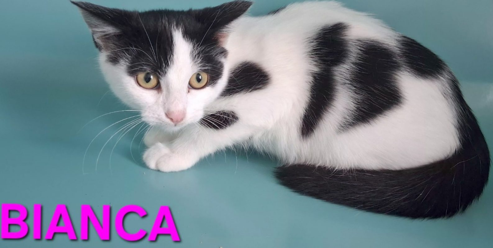 Bianca - Chat Européen à adopter