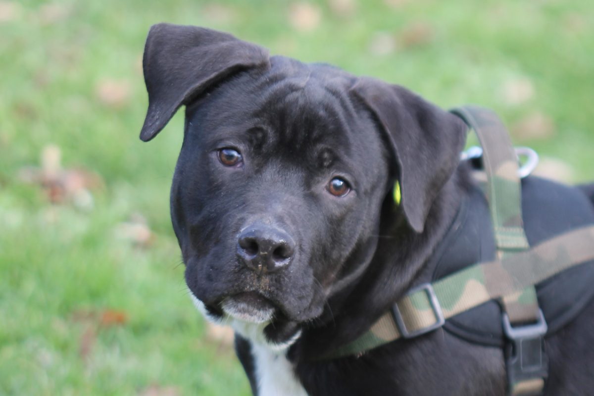 Locky - Chien à adopter