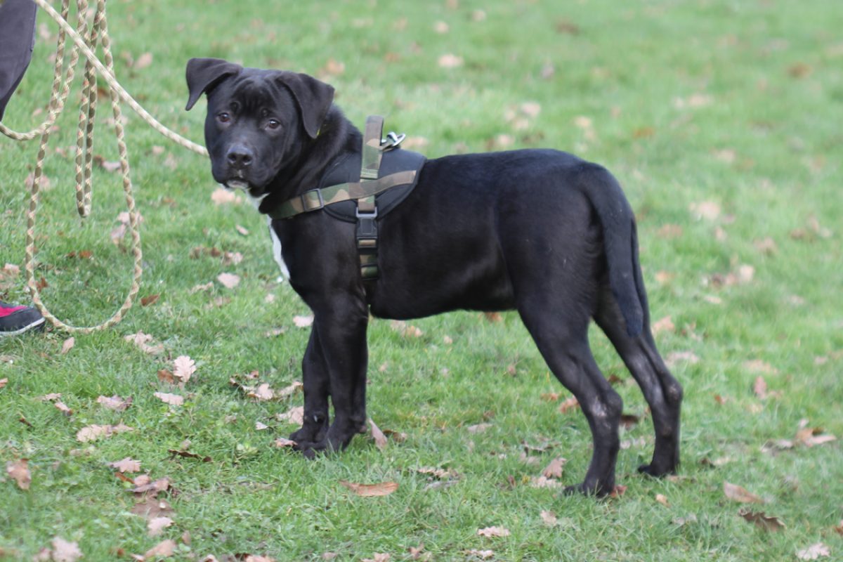 Locky - Chien à adopter - photo 2