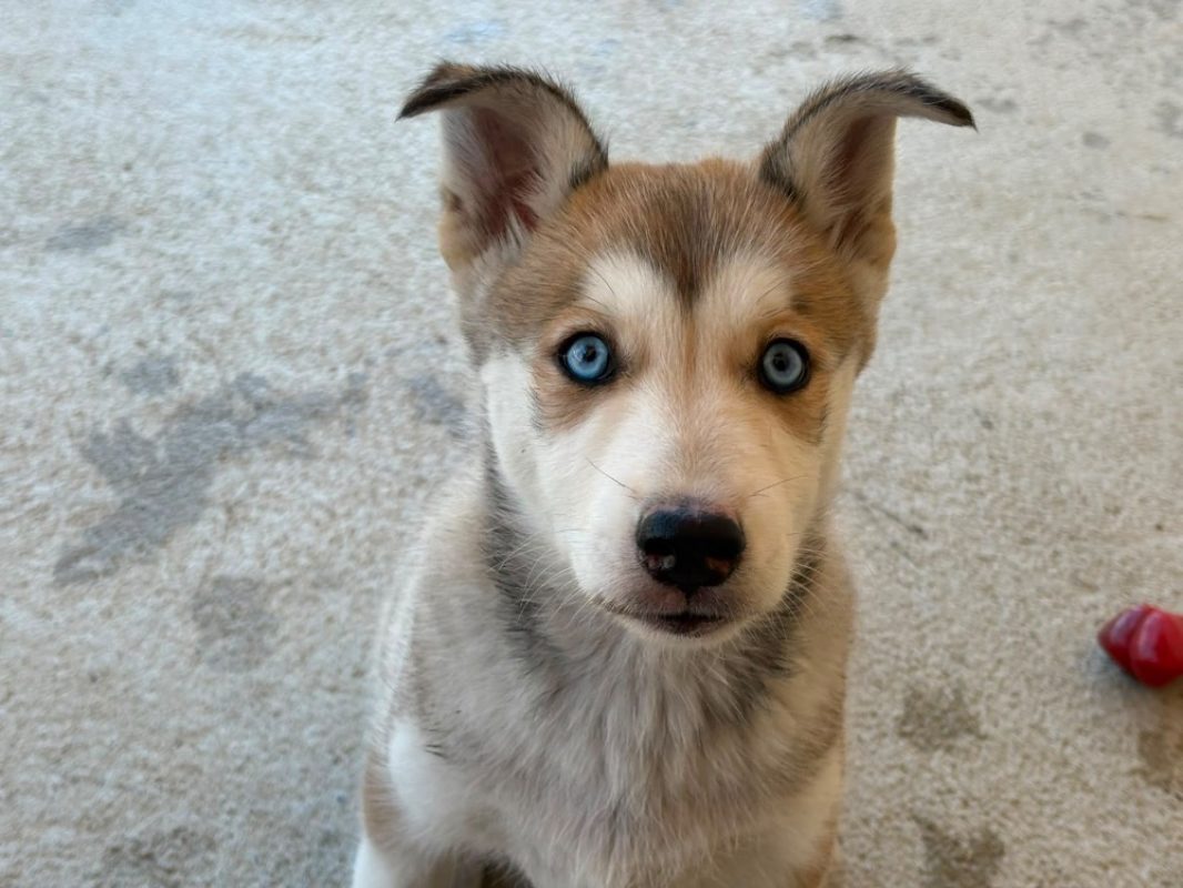 Quinn - Chien Husky Sibérien à adopter