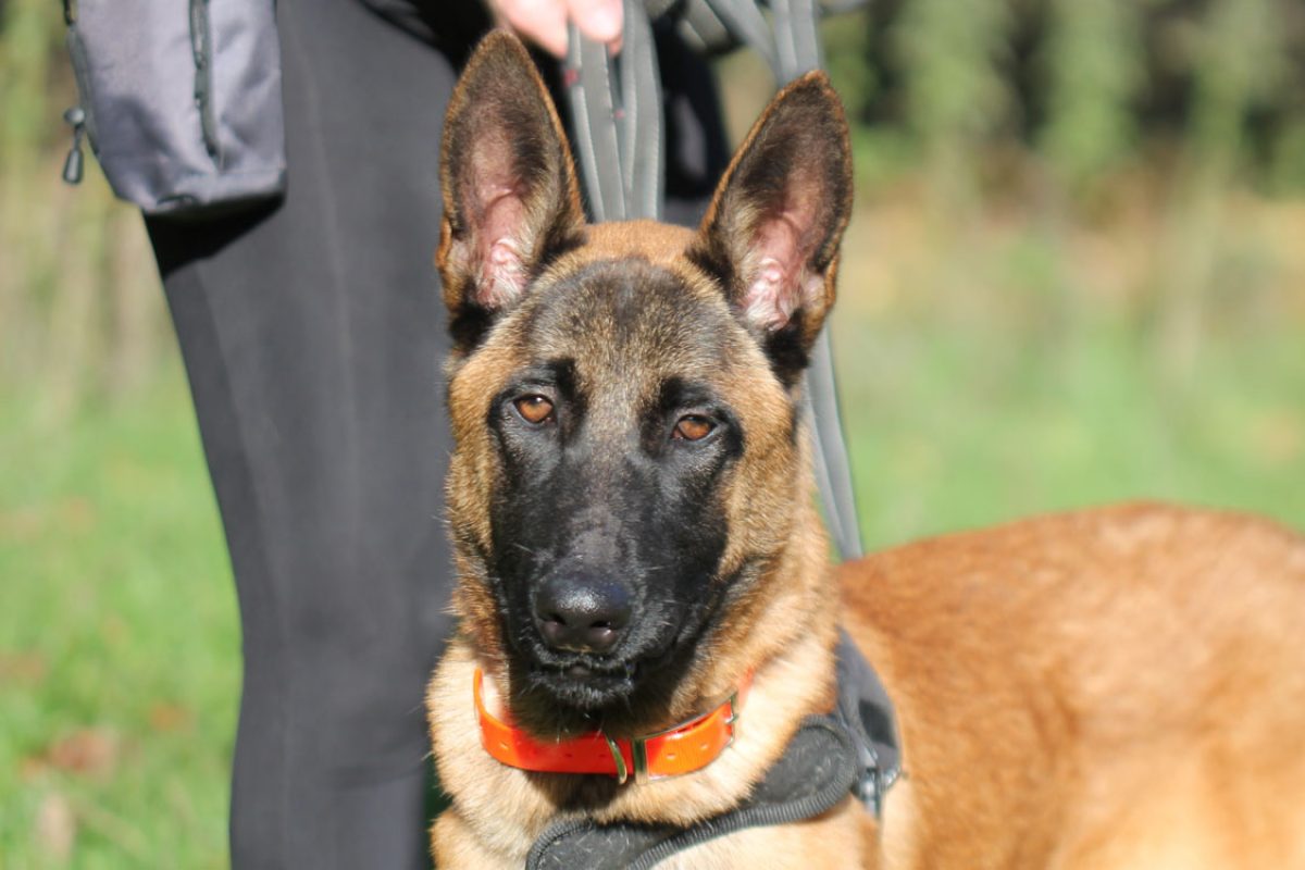 Creeper - Chien Berger Belge Malinois à adopter