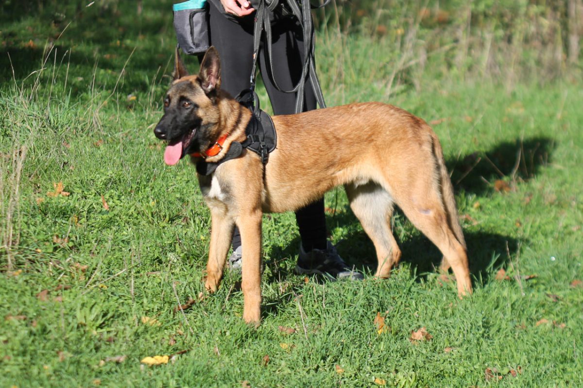 Creeper - Chien Berger Belge Malinois à adopter - photo 2