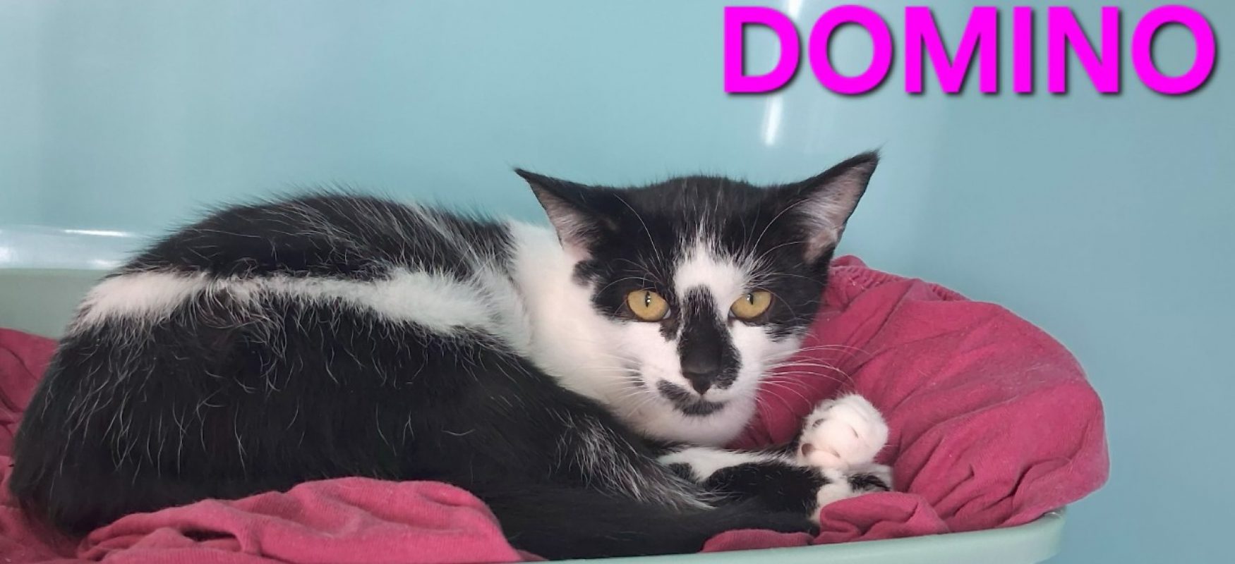 Domino - Chat Européen à adopter
