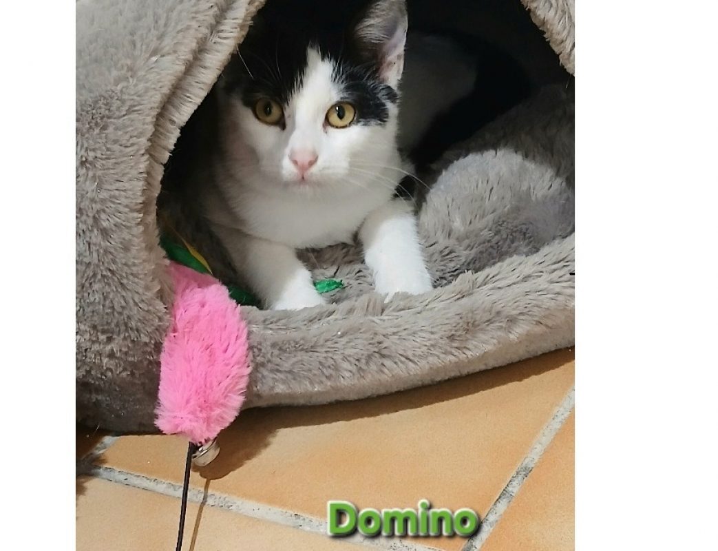 Domino - Chat Européen à adopter