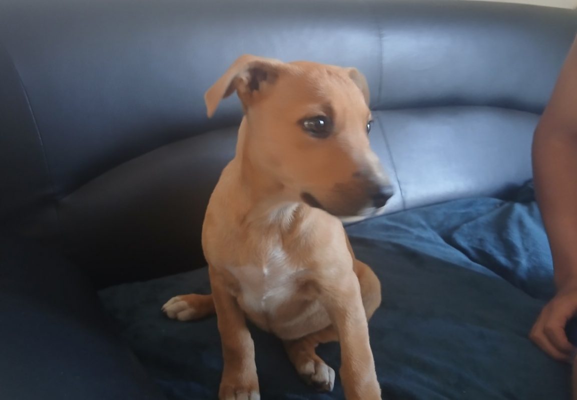 Etoile - Chien Berger Belge Malinois à adopter