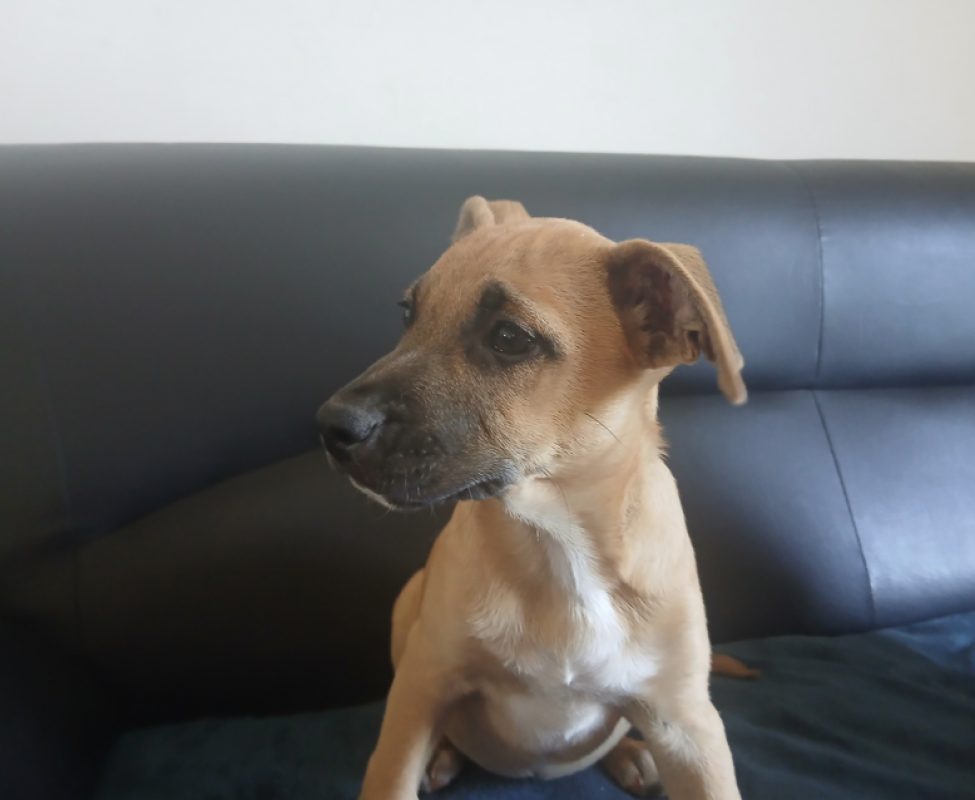 Corail - Chien Berger Belge Malinois à adopter