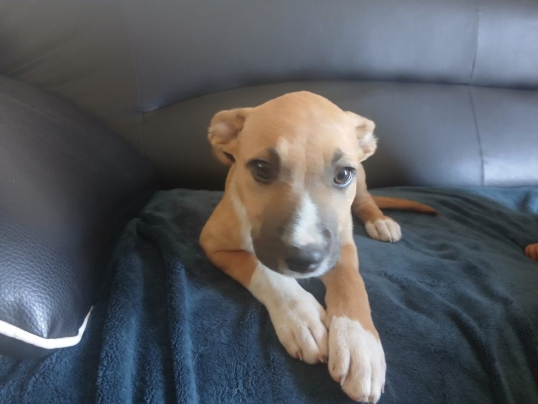 Anemone - Chien Berger Belge Malinois à adopter