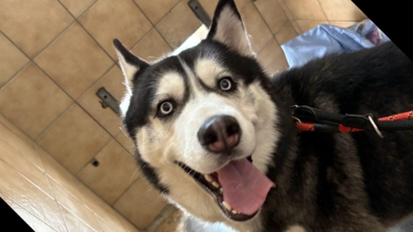 Valko - Chien Husky Sibérien à adopter