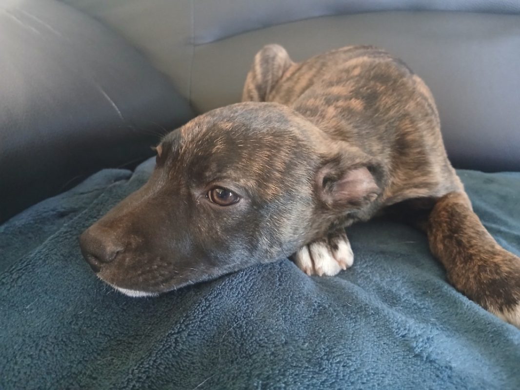 Oursin - Chien Berger Belge Malinois à adopter