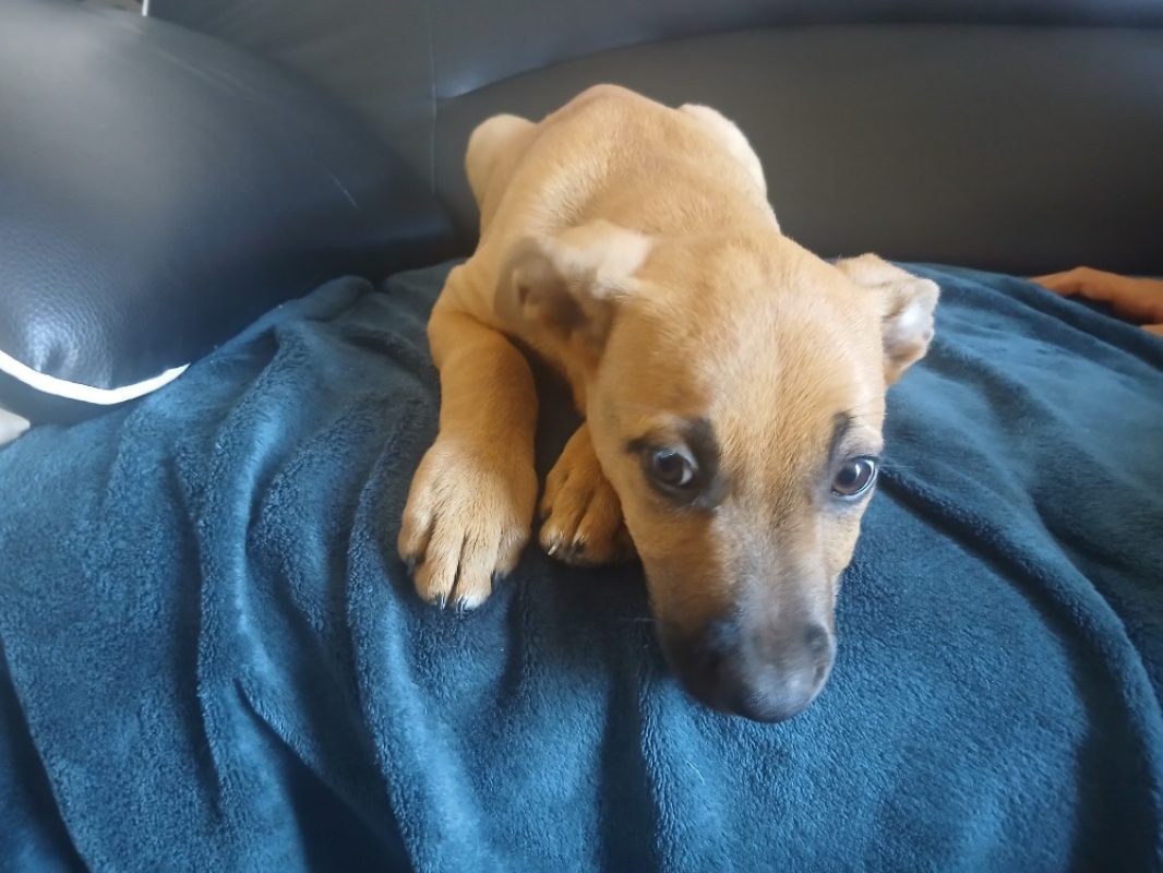 Ormeau - Chien Berger Belge Malinois à adopter