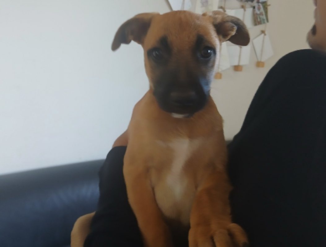 Algue - Chien Berger Belge Malinois à adopter