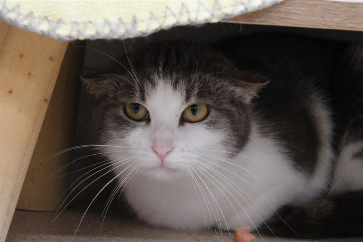 Cerise - Chat Européen à adopter