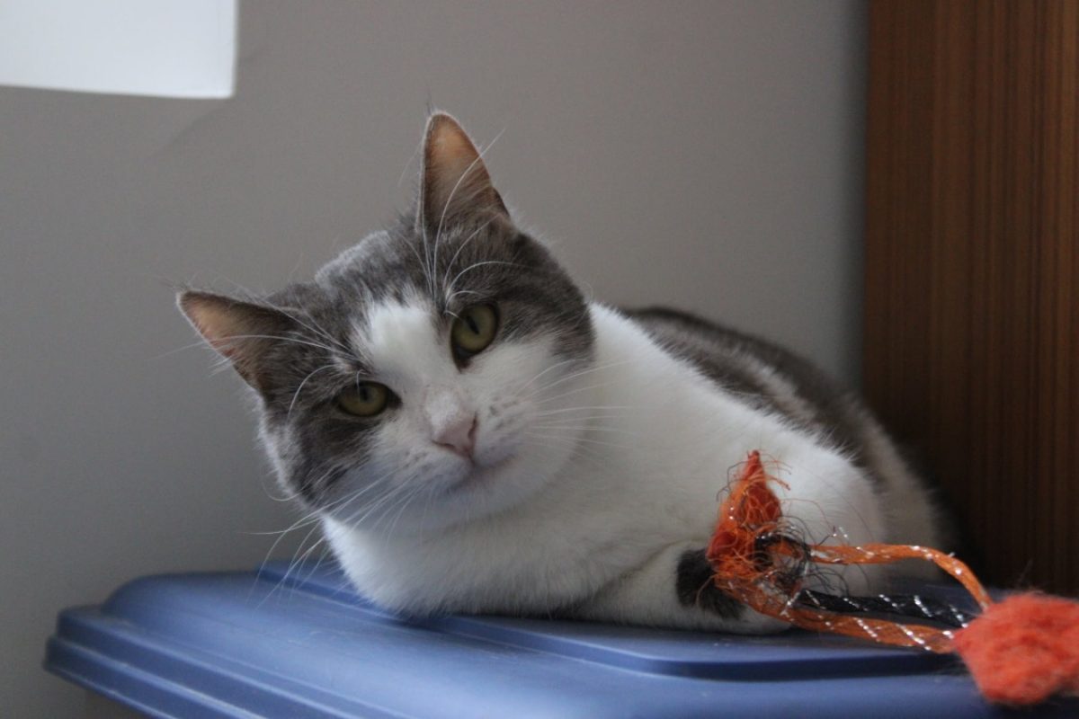 Cerise - Chat Européen à adopter