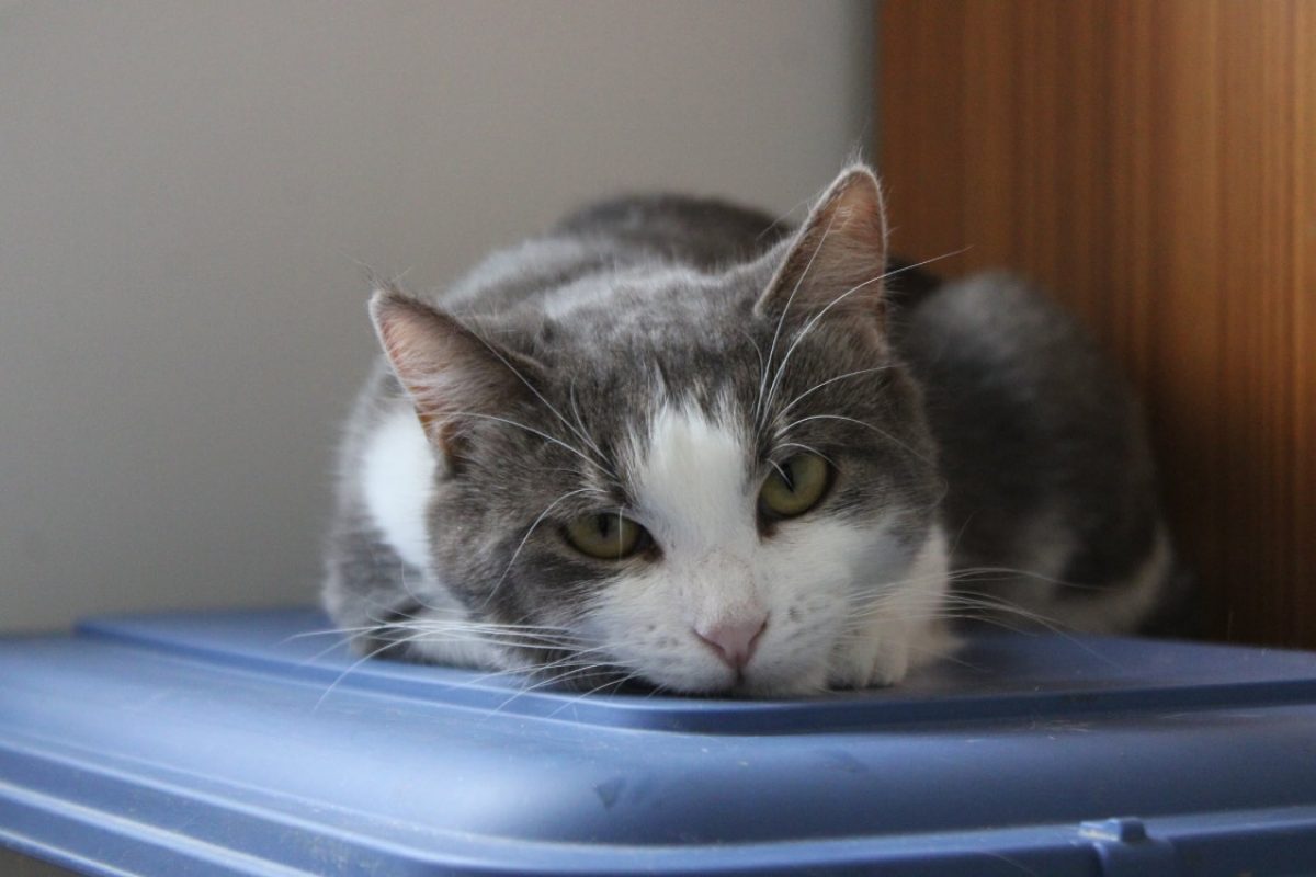 Cerise - Chat Européen à adopter - photo 2