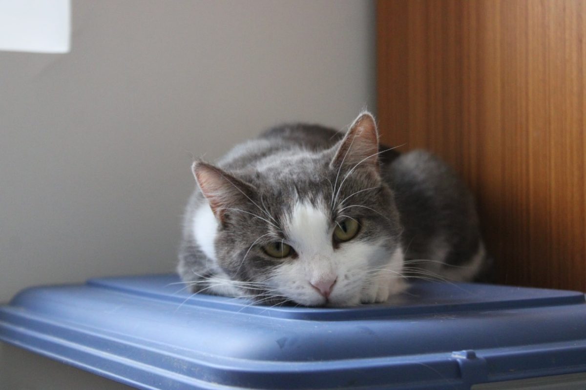 Cerise - Chat Européen à adopter - photo 3