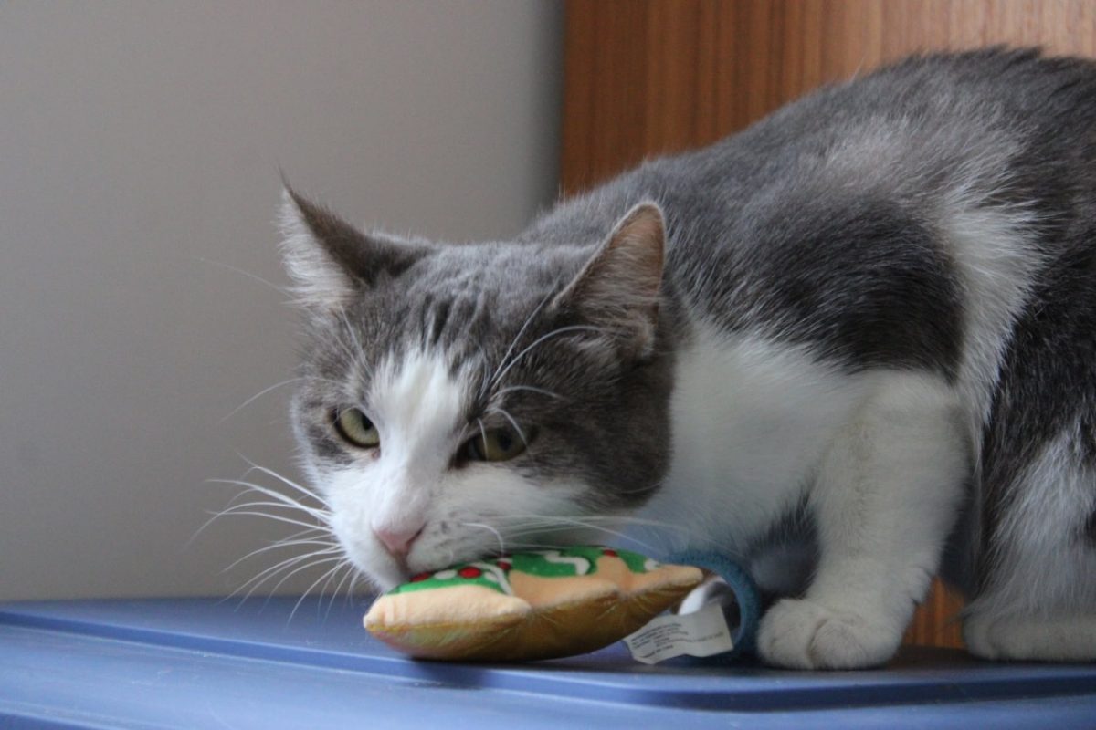 Cerise - Chat Européen à adopter - photo 4