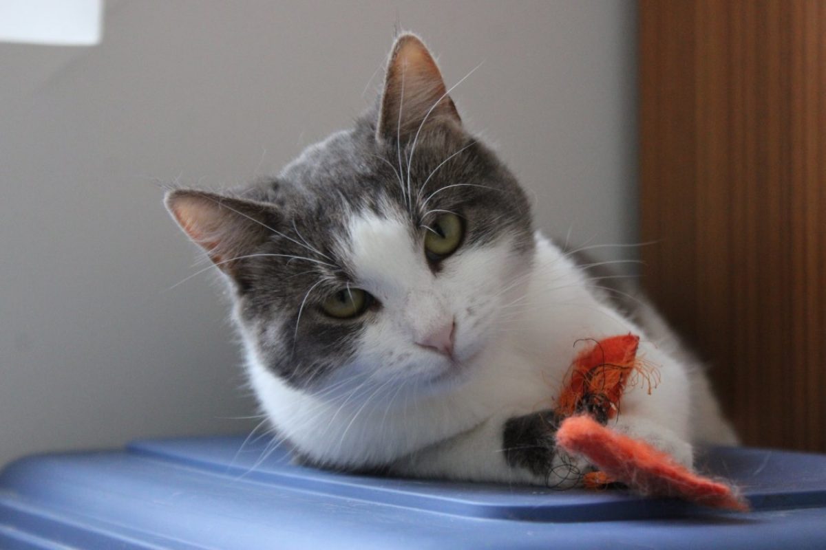 Cerise - Chat Européen à adopter - photo 5