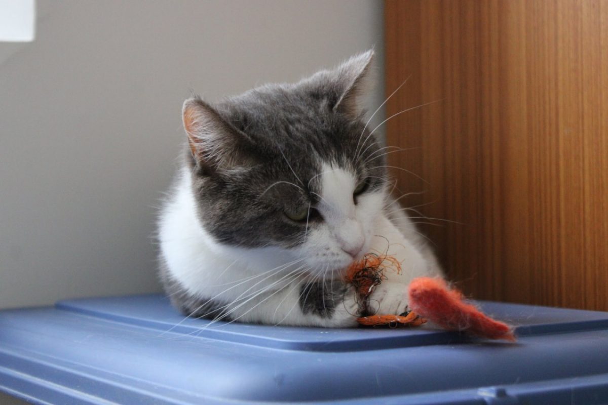 Cerise - Chat Européen à adopter - photo 6