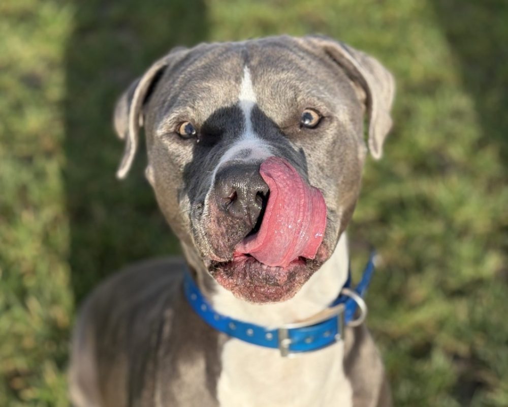 Potter - Chien Bouledogue Américain à adopter