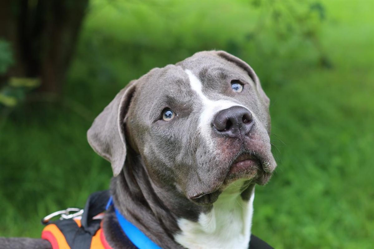 Potter - Chien Bouledogue Américain à adopter - photo 2