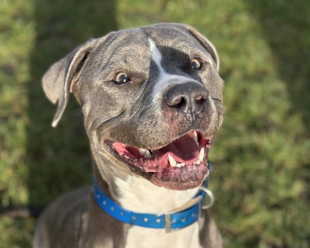 Potter - Chien Bouledogue Américain à adopter - photo 4