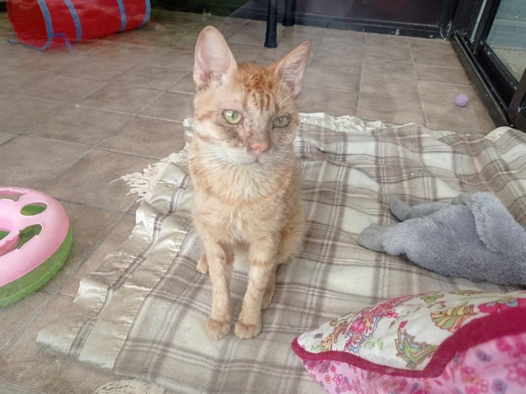 Noxy - Chat Européen à adopter - photo 2
