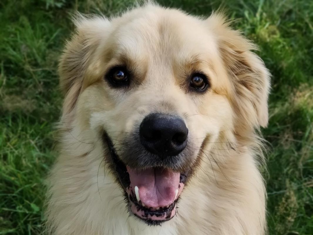 Rox - Chien Chien de montagne des Pyrénées à adopter