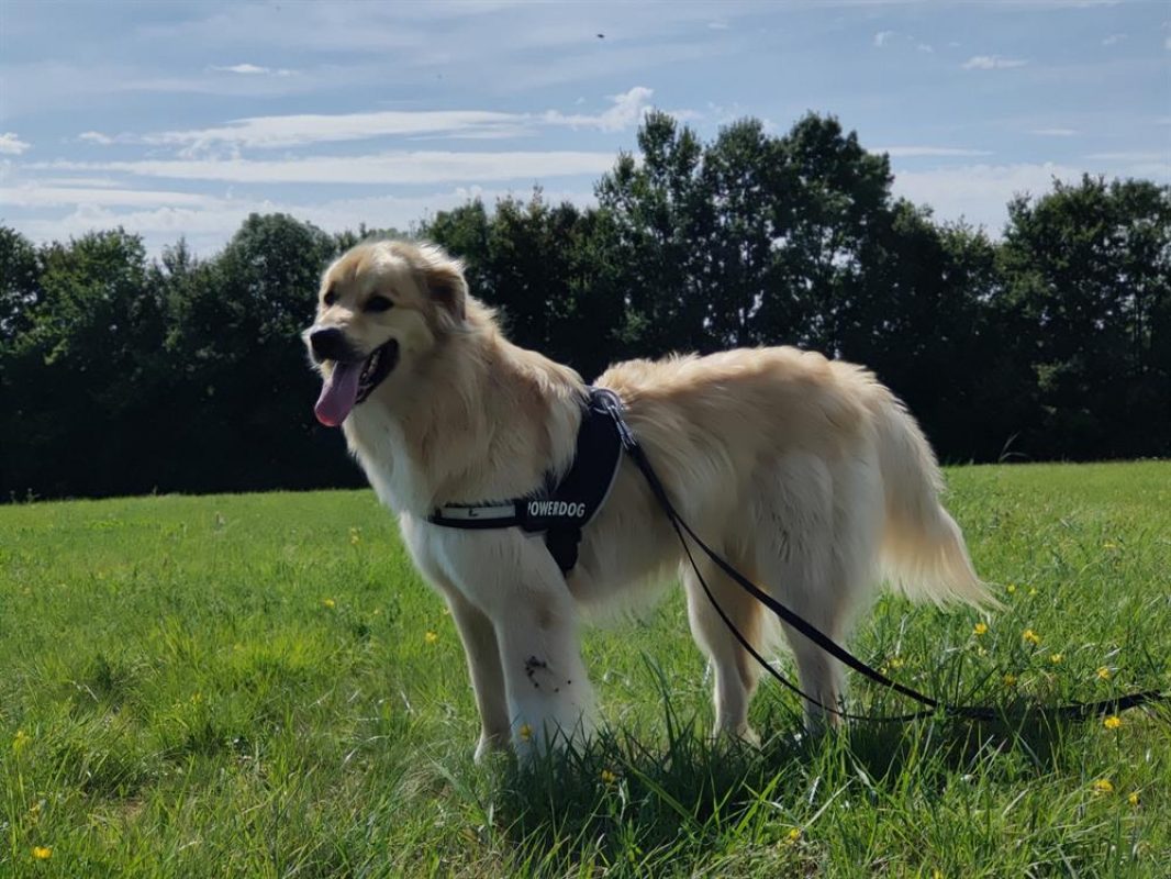 Rox - Chien Chien de montagne des Pyrénées à adopter - photo 2