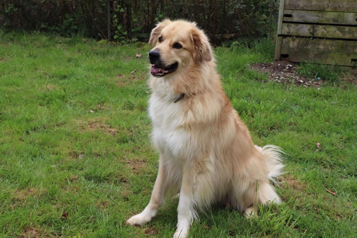 Rox - Chien Chien de montagne des Pyrénées à adopter - photo 3