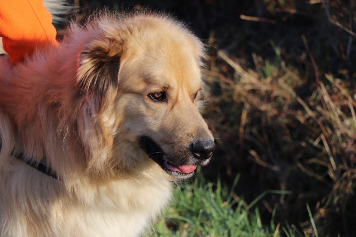 Rox - Chien Chien de montagne des Pyrénées à adopter - photo 4