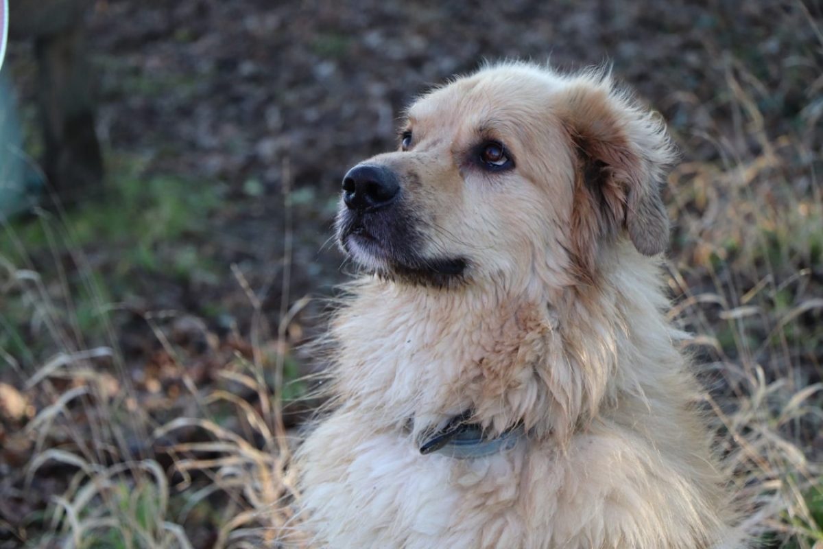 Rox - Chien Chien de montagne des Pyrénées à adopter - photo 5