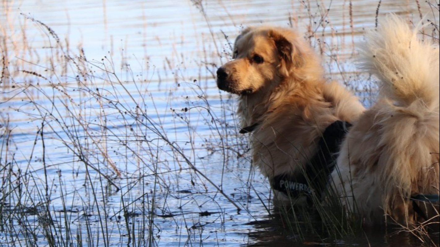 Rox - Chien Chien de montagne des Pyrénées à adopter - photo 6
