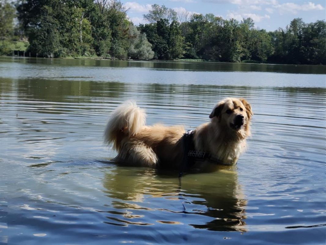 Rox - Chien Chien de montagne des Pyrénées à adopter - photo 8