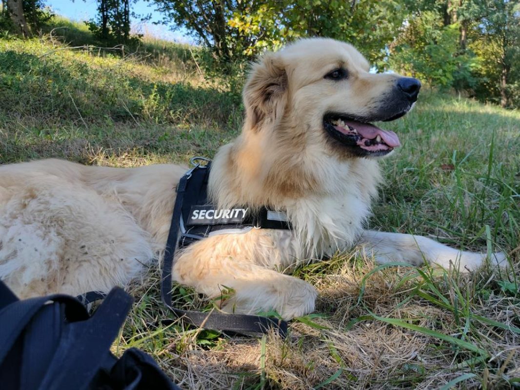 Rox - Chien Chien de montagne des Pyrénées à adopter - photo 10