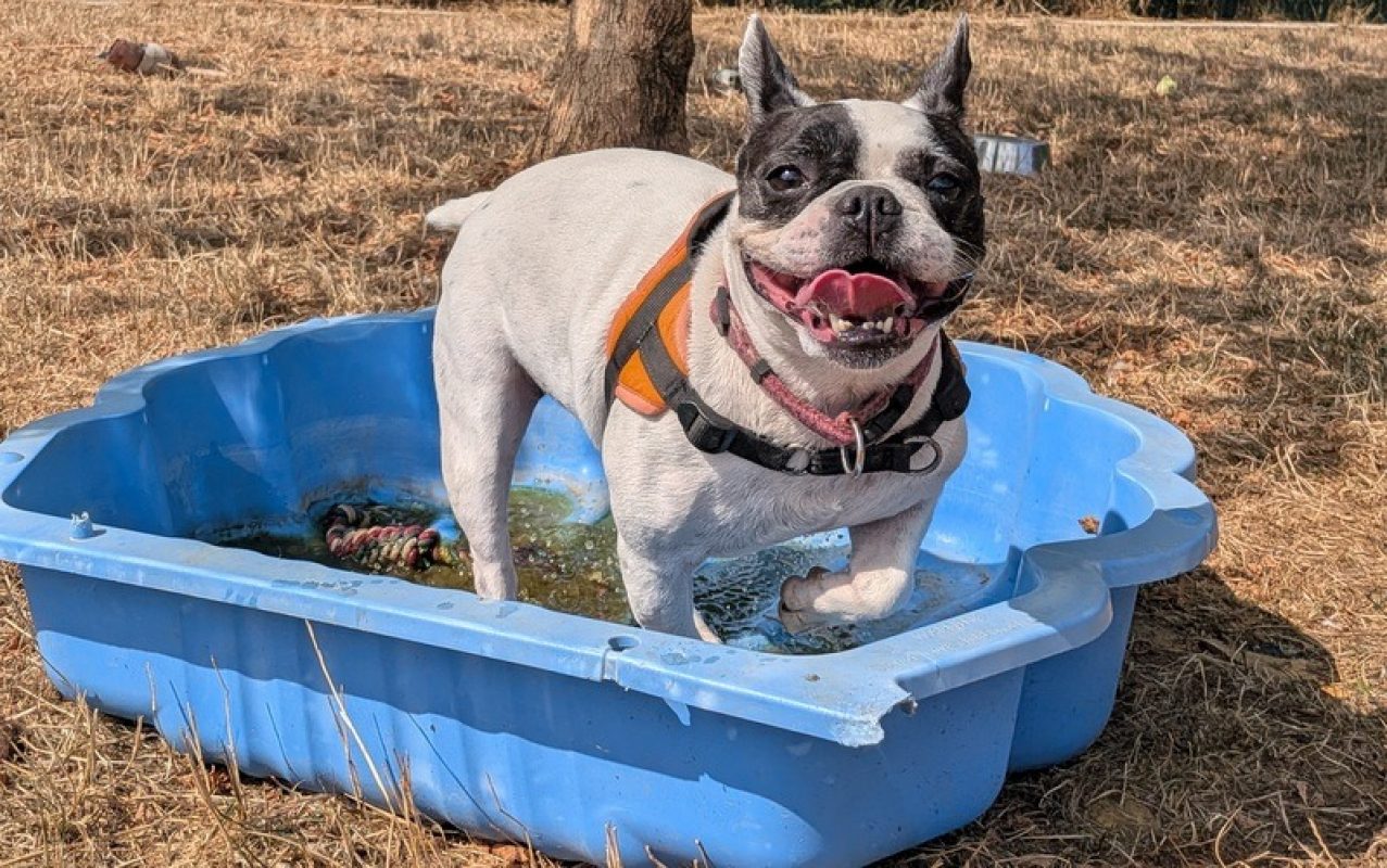 Rokiah - Chien Bouledogue Français à adopter