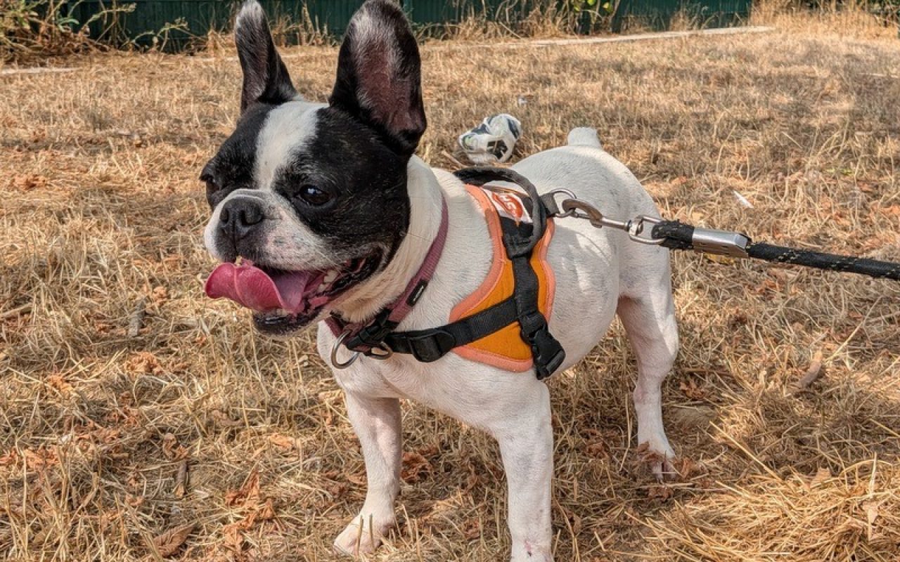 Rokiah - Chien Bouledogue Français à adopter - photo 2